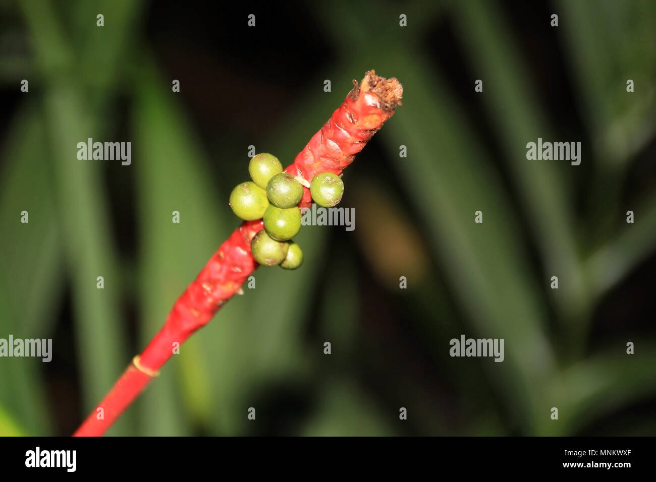 Green and red palm fruit in Monteverde Cloudforest, Costa Rica Stock Photo
