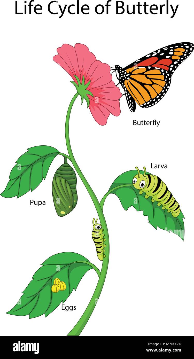 Illustration of a monarch butterfly life cycle Stock Vector