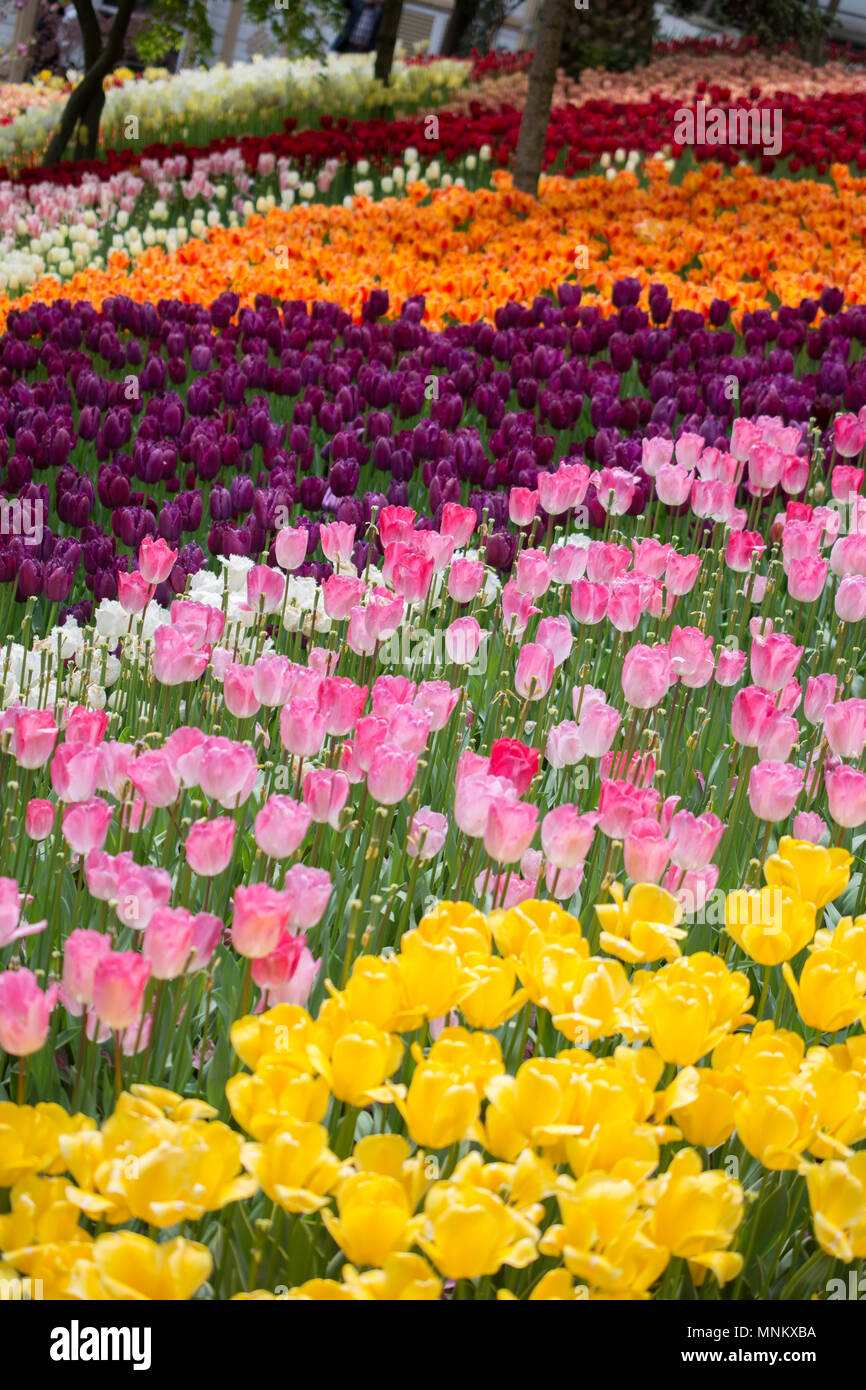 Colorful tulip flowers bloom in the spring garden Stock Photo - Alamy