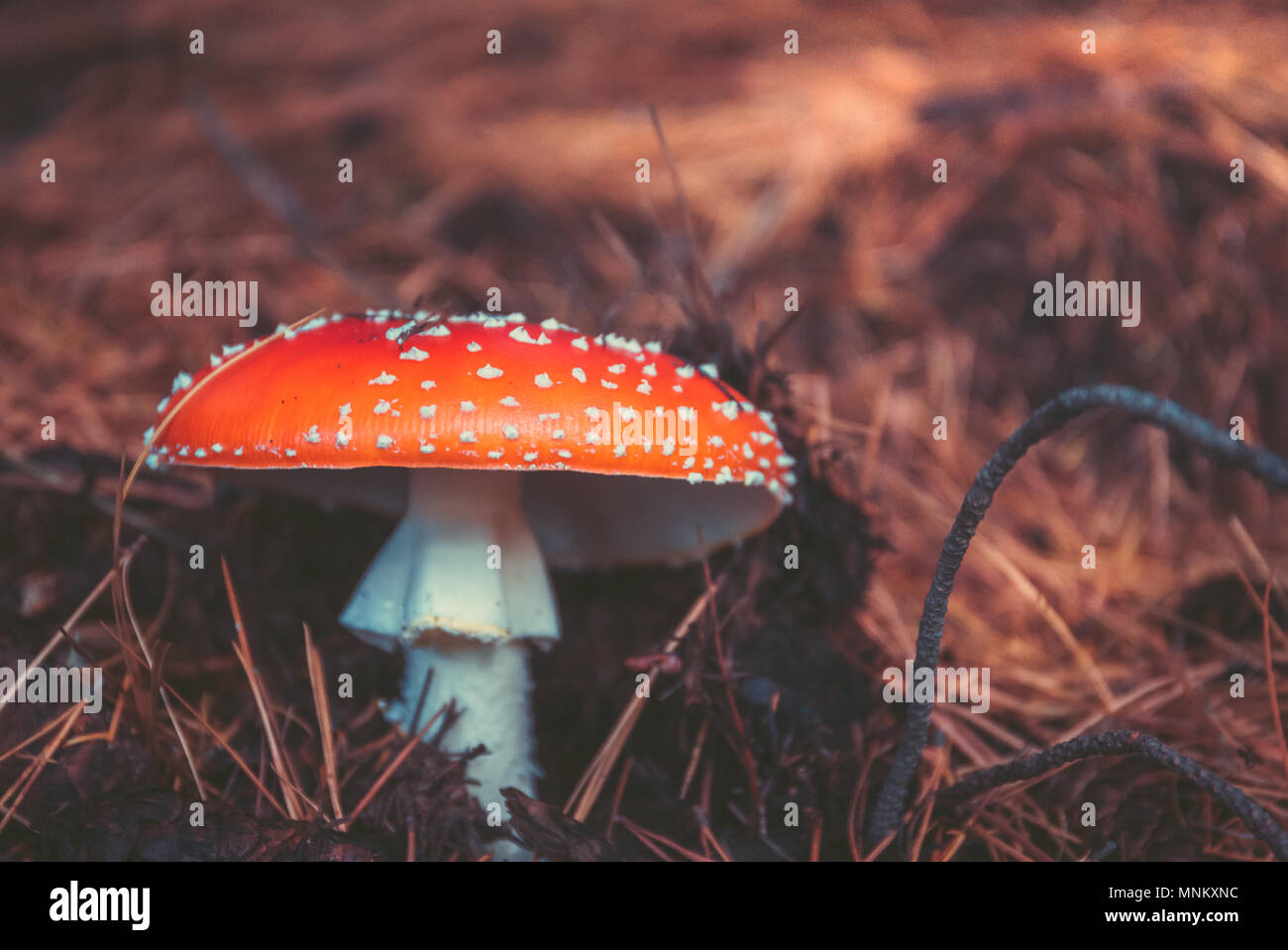 Wild Mushrooms in the forest in autumn Stock Photo Alamy