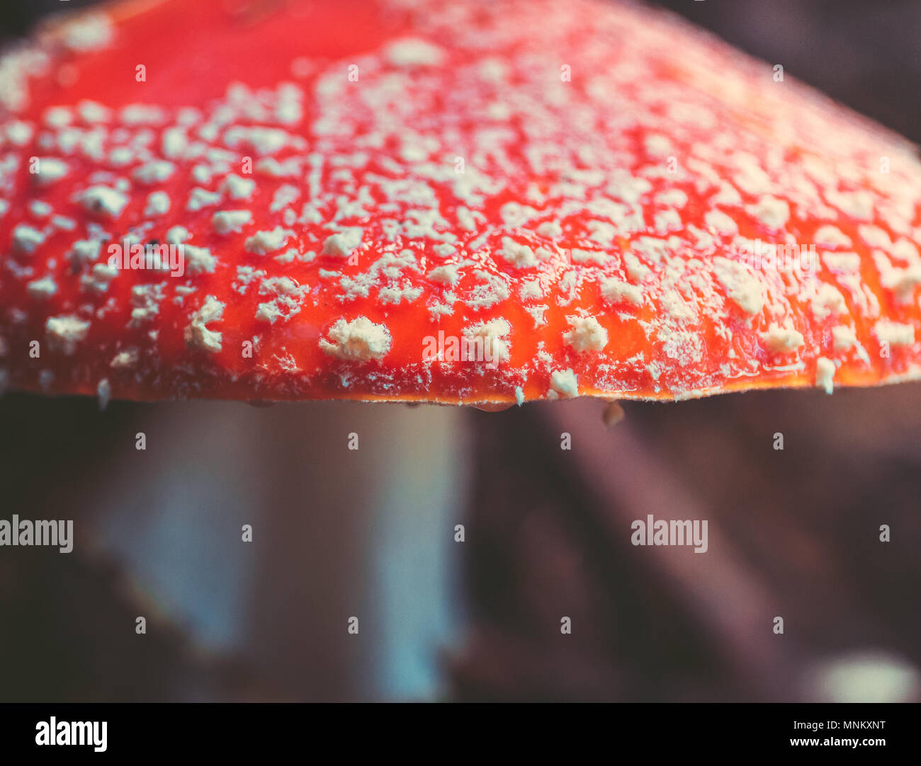 Wild Mushrooms in the forest in autumn Stock Photo