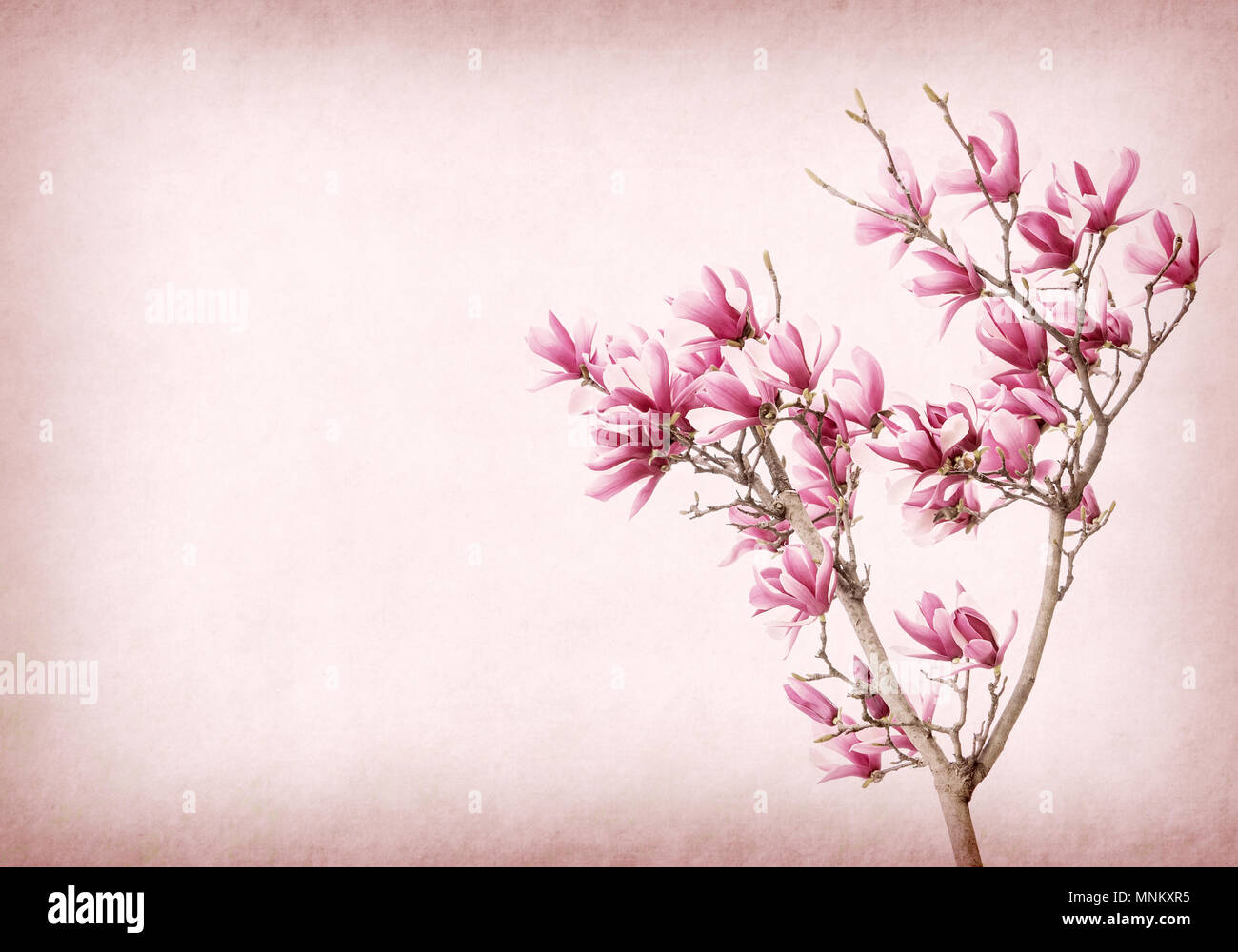 Pink magnolia flowers on old paper background Stock Photo - Alamy