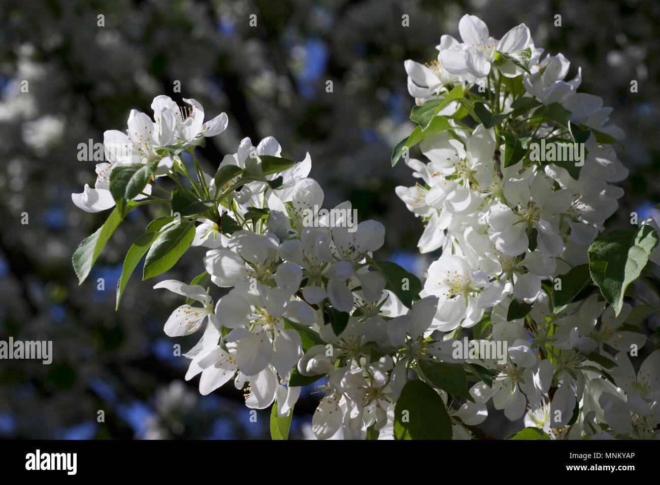 Bright snow white blossoms on a spring blooming ornamental crabapple tree with blue sky background Stock Photo