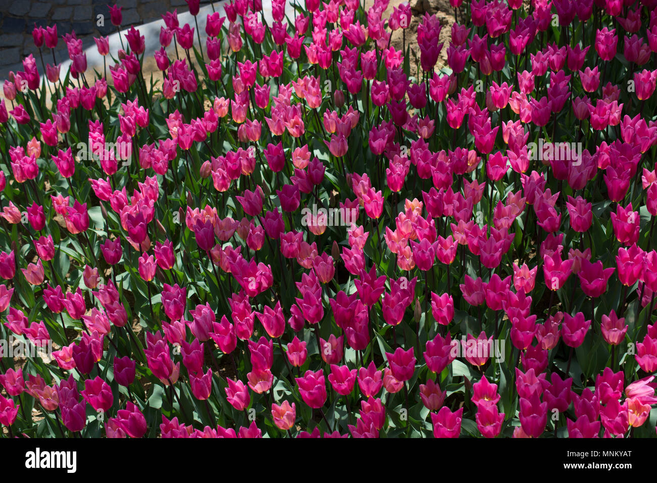 Colorful tulip flowers bloom in the spring garden Stock Photo - Alamy