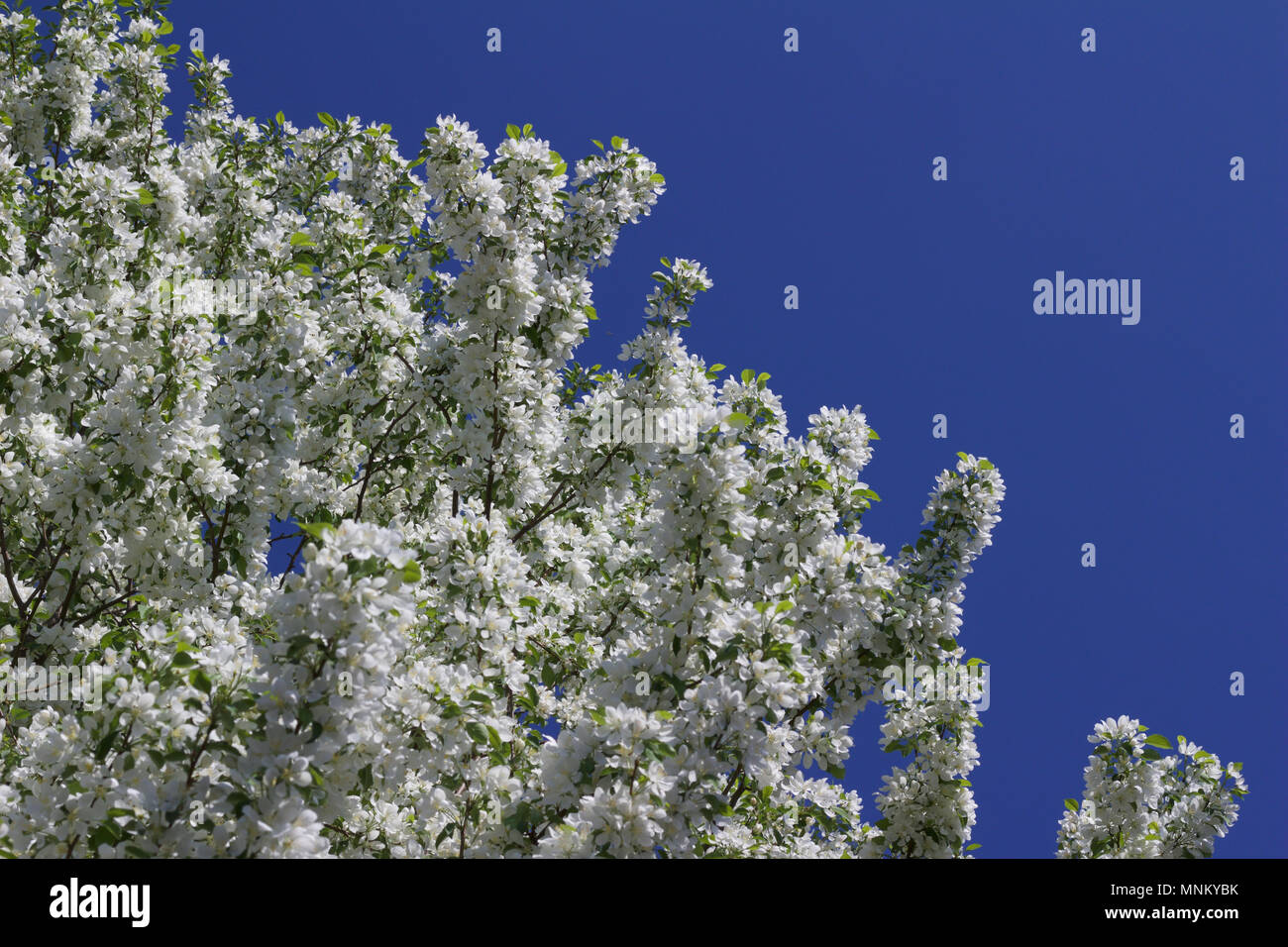 Bright snow white blossoms on a spring blooming ornamental crabapple tree with blue sky background Stock Photo