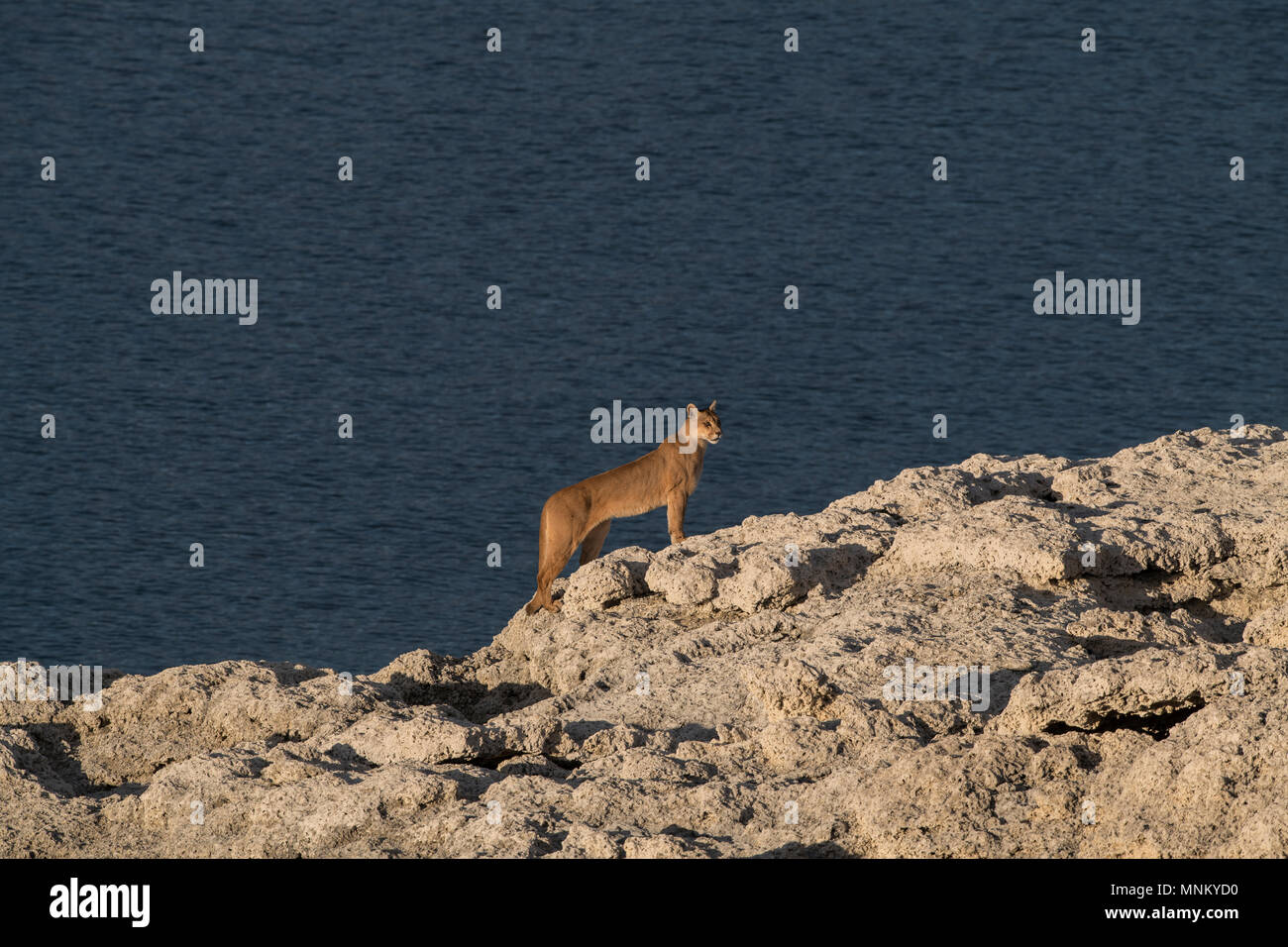 Patagonia animals mountain hi-res stock photography and images - Alamy