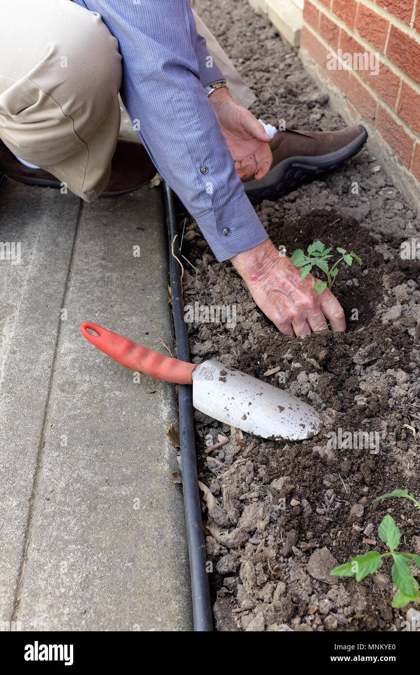 Older man plants tomato plant seedlings against his brick home in May in Willowick, Ohio. Stock Photo