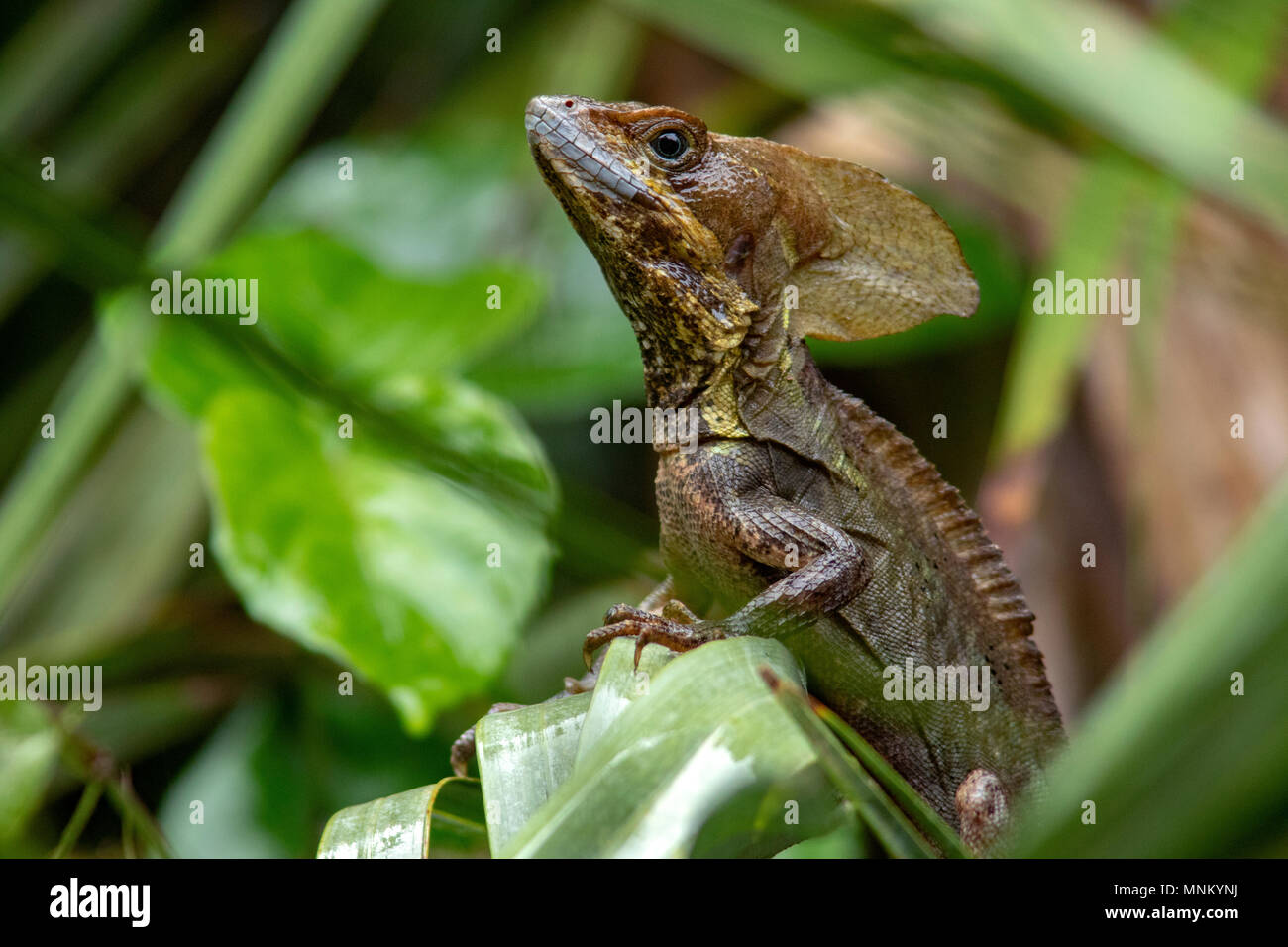Brown Basilisk Lizard Green Cay Wetlands, Boynton Beach, Florida, USA