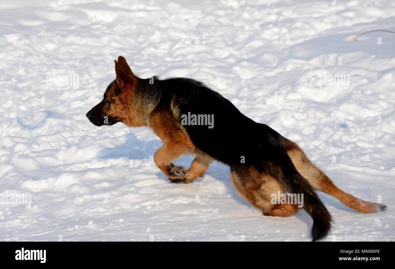 German shepherd running in the snow hires stock photography and images