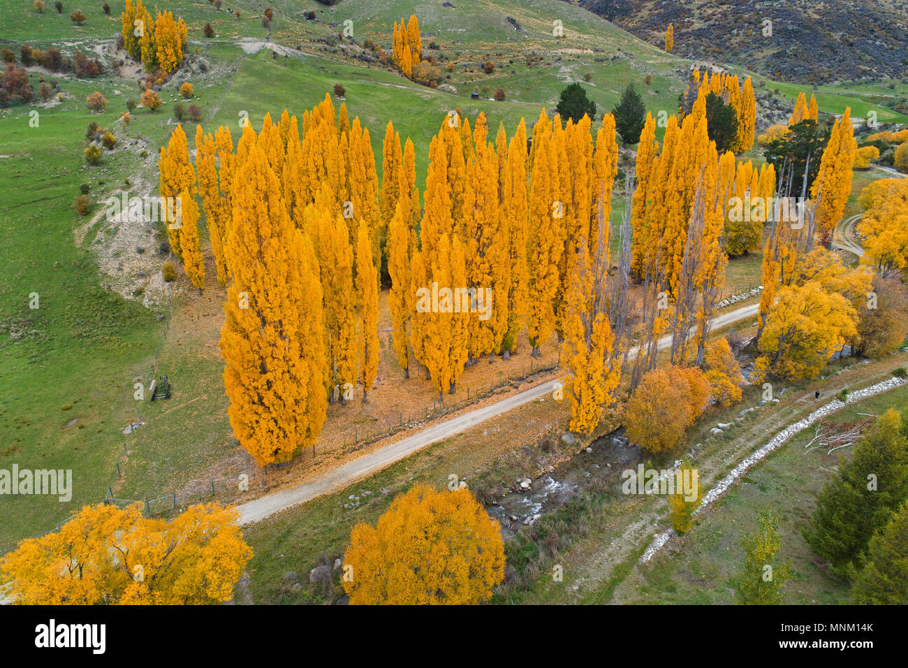 Poplar trees in autumn and Cardona River, Cardrona Valley, near Wanaka, South Island, New Zealand - aerial Stock Photo