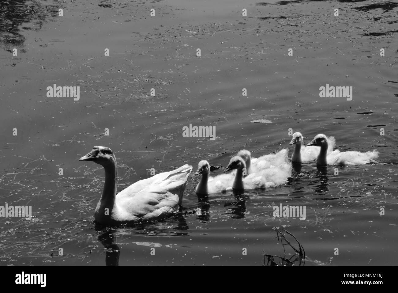 A gander with five goslings in black and white Stock Photo Alamy
