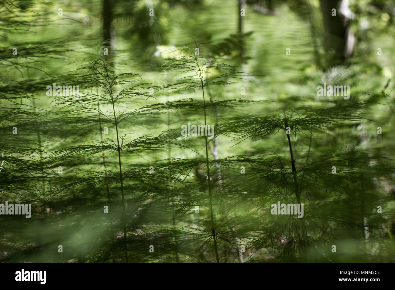 Forest plants near Kopparberg, Sweden. Stock Photo