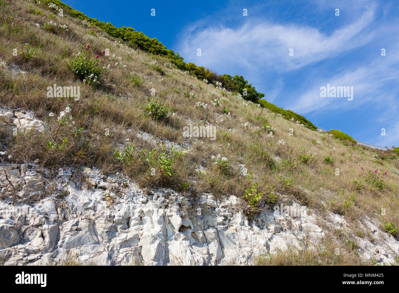 Spring flowering plants on a chalk cliff face, next to Royal Harbour Approach, west of Ramsgate, Kent, UK Stock Photo