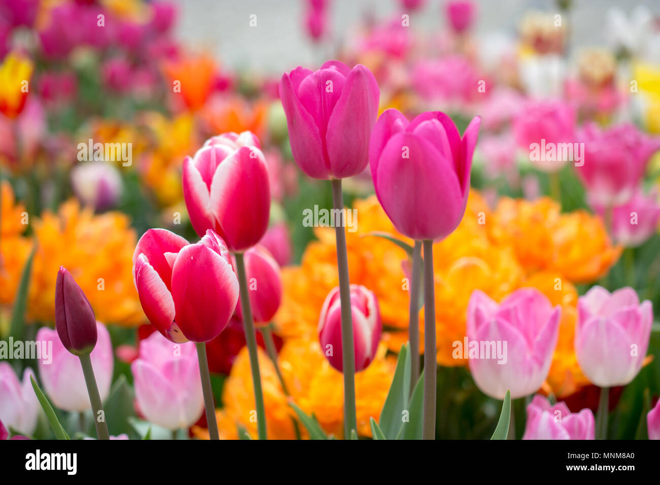 Colorful tulip flowers bloom in the spring garden Stock Photo - Alamy