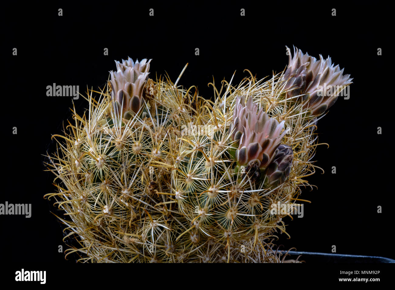 Cactus Ancistrocactus megarhizus with flower isolated on Black Stock Photo