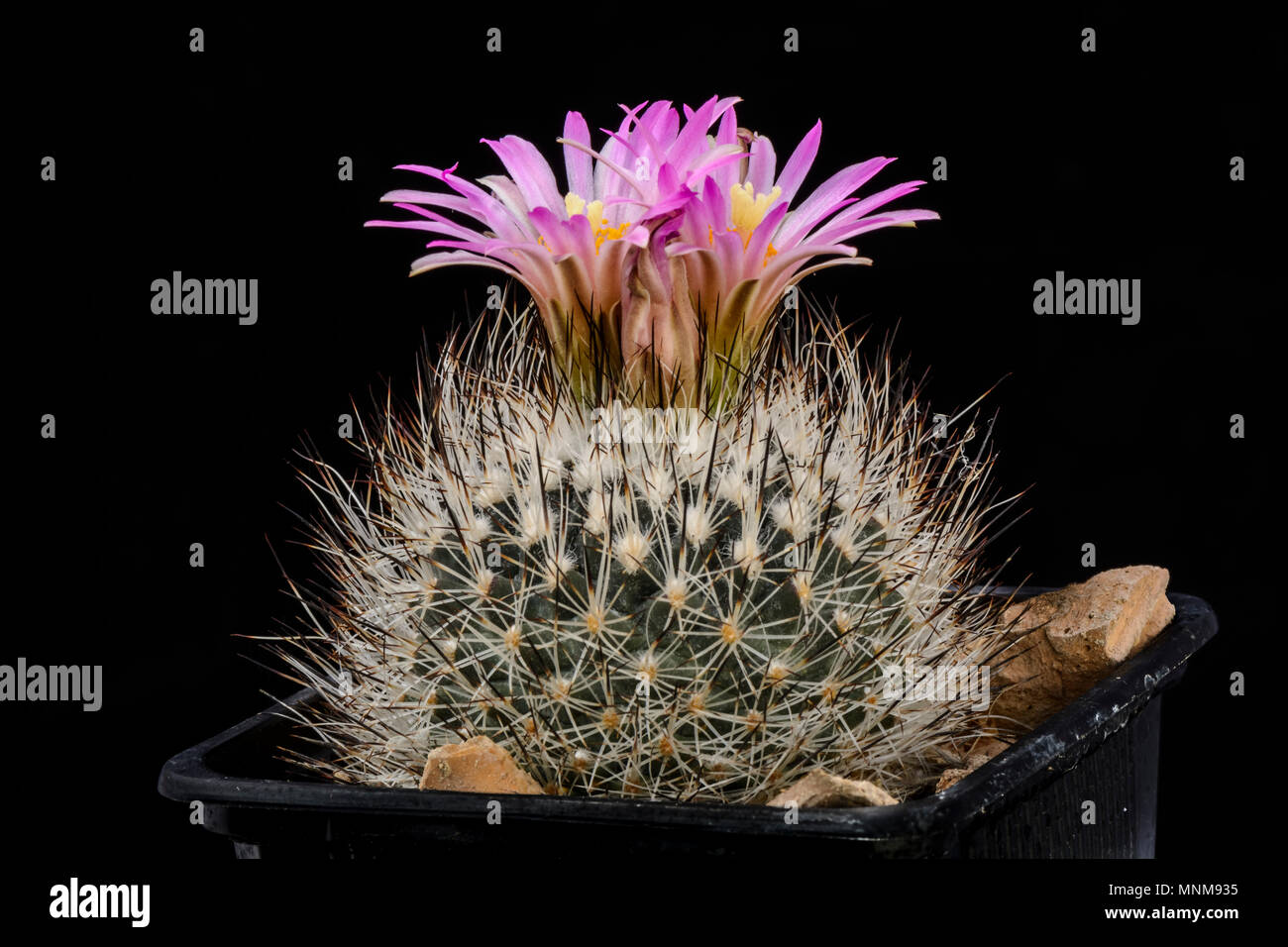 Cactus Gymnocactus beguinii with flower isolated on Black Stock Photo