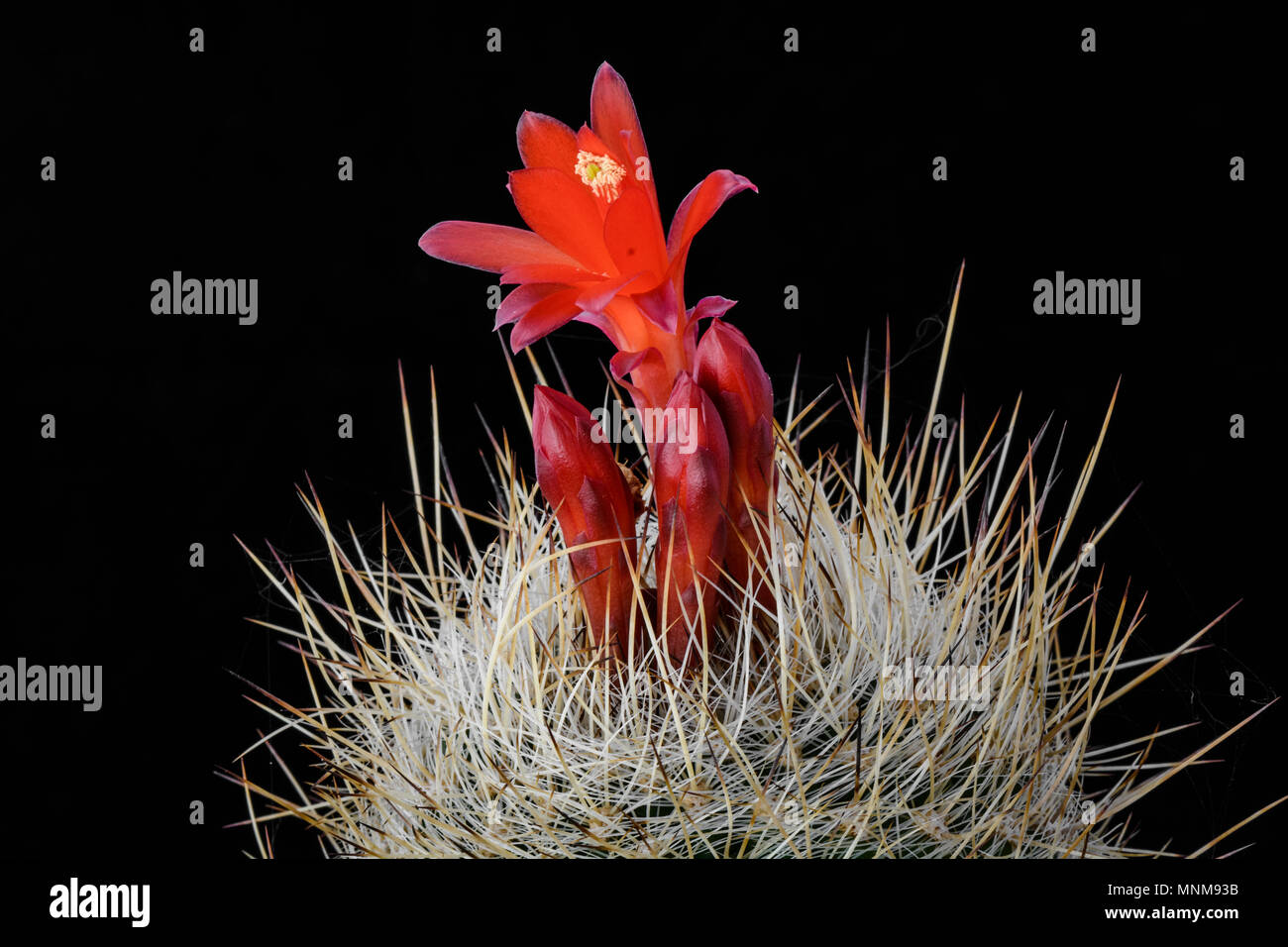Cactus Matucana haynei with flower isolated on Black. Stock Photo