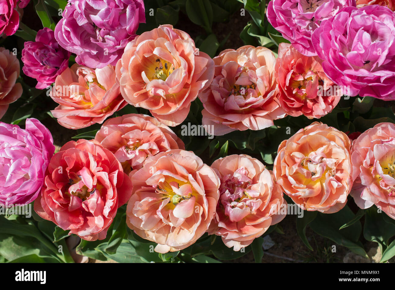 Blooming colorful tulip flowers in garden as floral background Stock ...