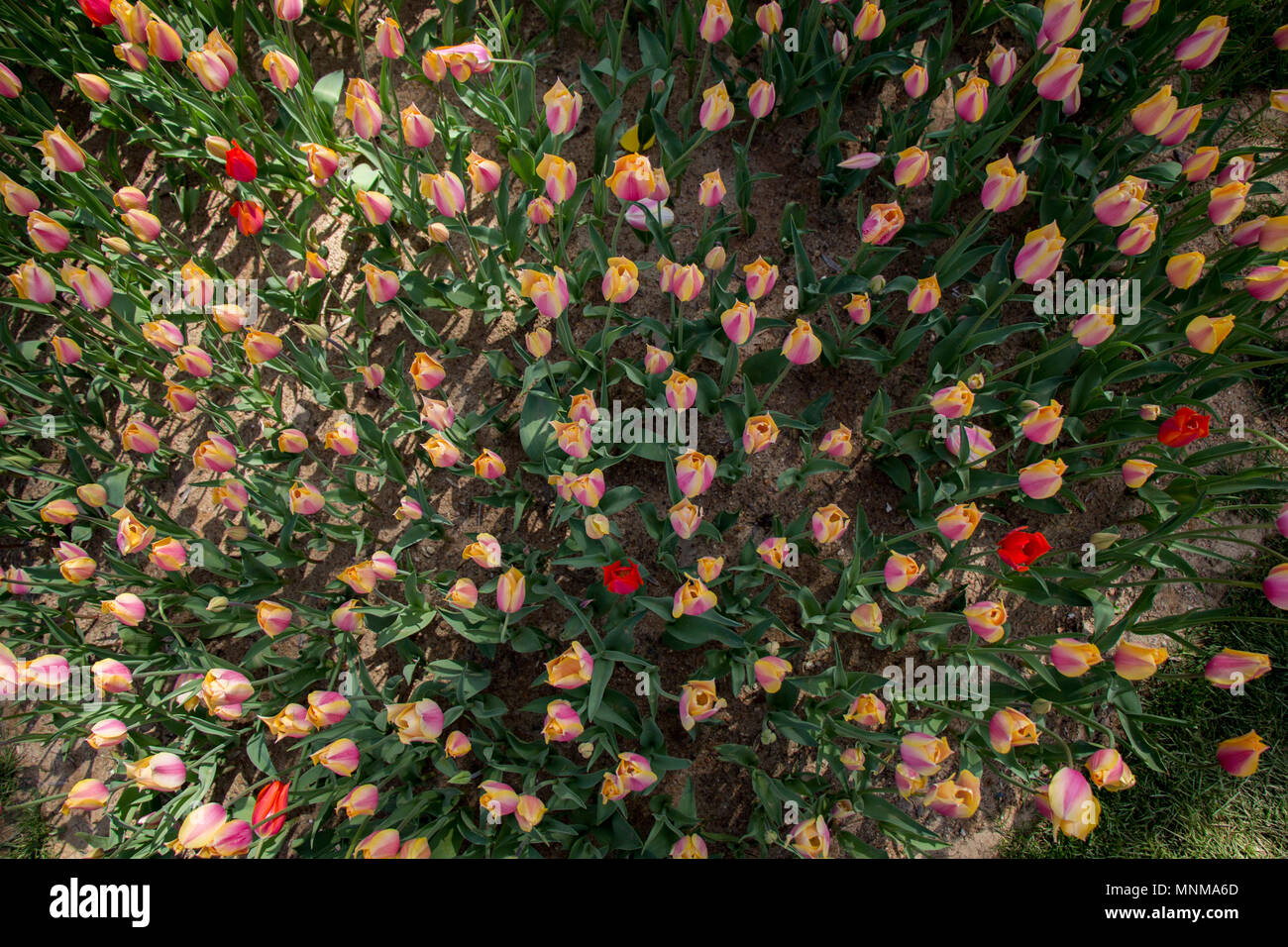 Blooming colorful tulip flowers in garden as floral background Stock ...