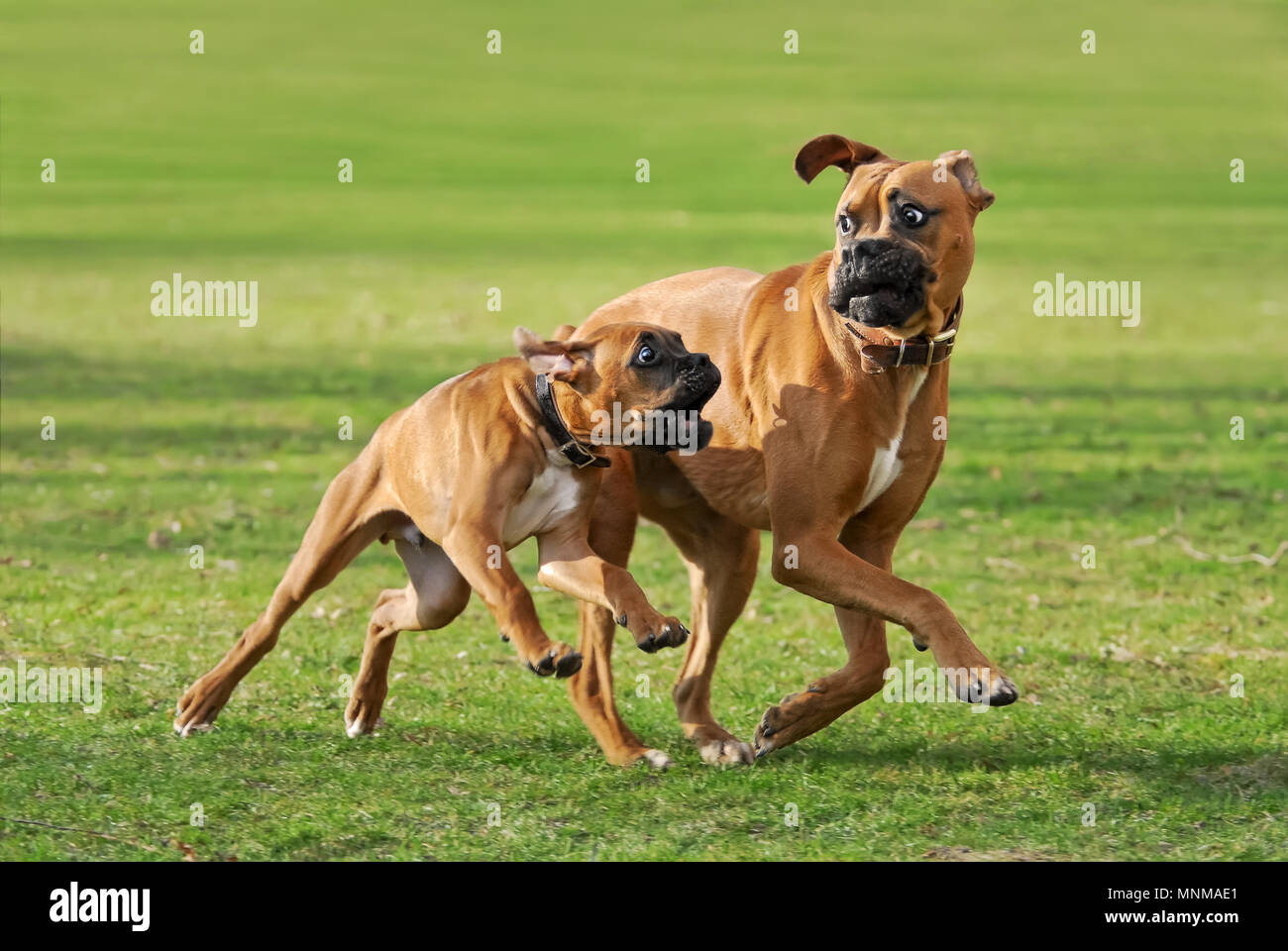Two frisky fawn colored German Boxer dogs, a puppy and his older friend playing and run a funny race across a green meadow, Germany Stock Photo