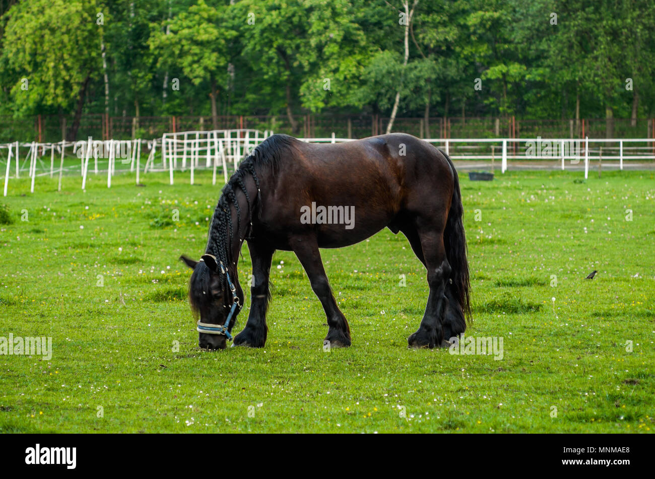 Dark brown chestnut mare horse grazing on the green pasture on public ground in Zabrze, Silesian Upland, Poland. Stock Photo