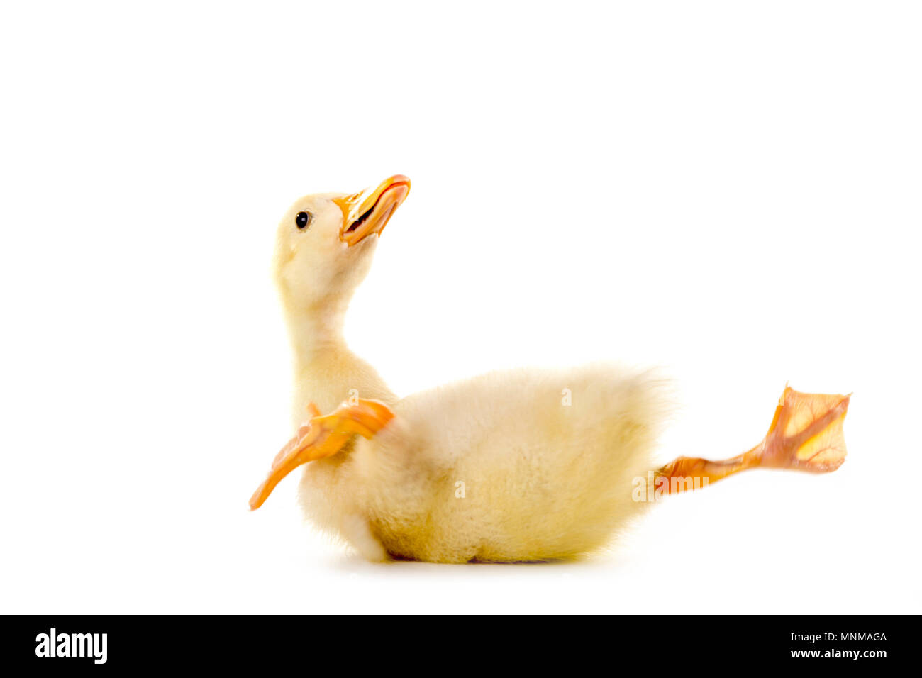 Cute baby duckling is dropped down to the floor on isolated white