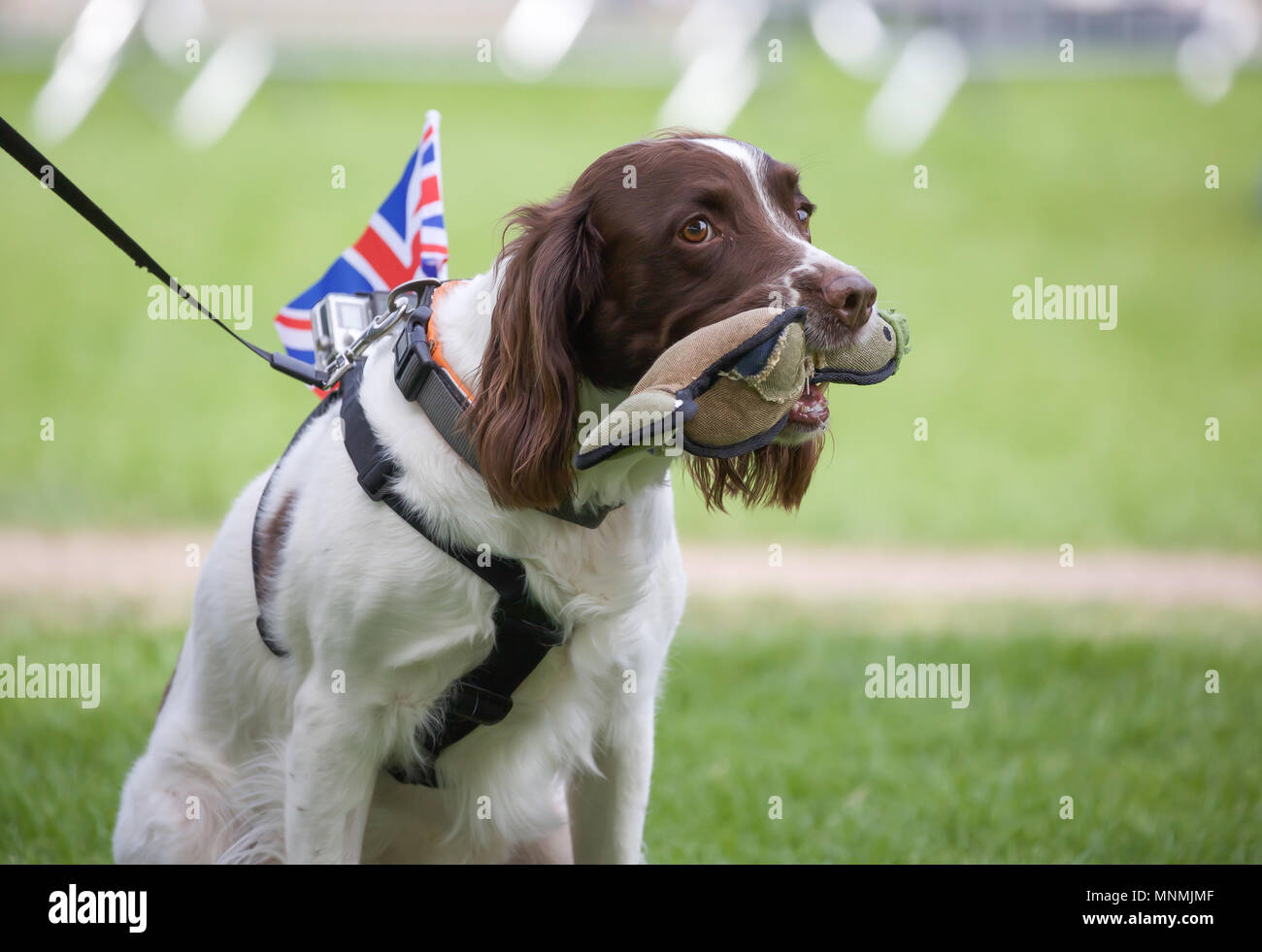 Windsor,UK,18th May 2018,A Cocker Spaniel joins in the celebrations with a Union Jack flag attached to its harness and a stuffed toy in its mouth as The Royal Wedding preparations get underway.Credit Keith Larby/Alamy Live News Stock Photo