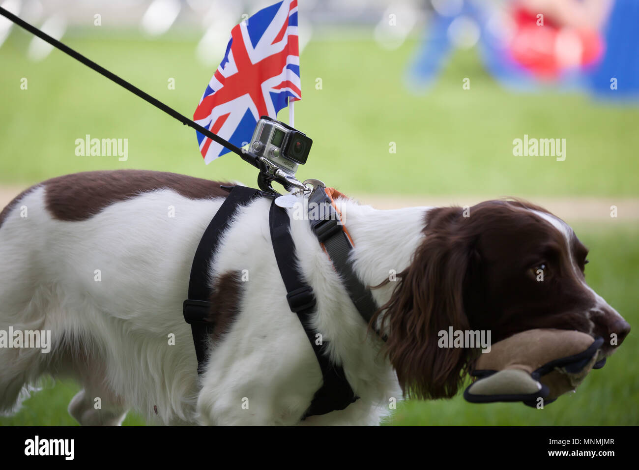 Windsor,UK,18th May 2018,A Cocker Spaniel joins in the celebrations with a Union Jack flag attached to its harness and a stuffed toy in its mouth as The Royal Wedding preparations get underway.Credit Keith Larby/Alamy Live News Stock Photo