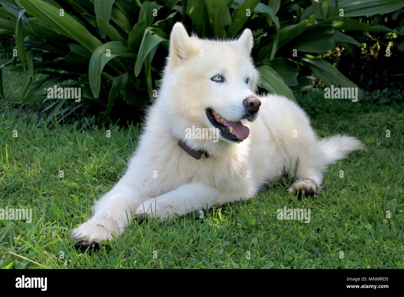 albino siberian husky