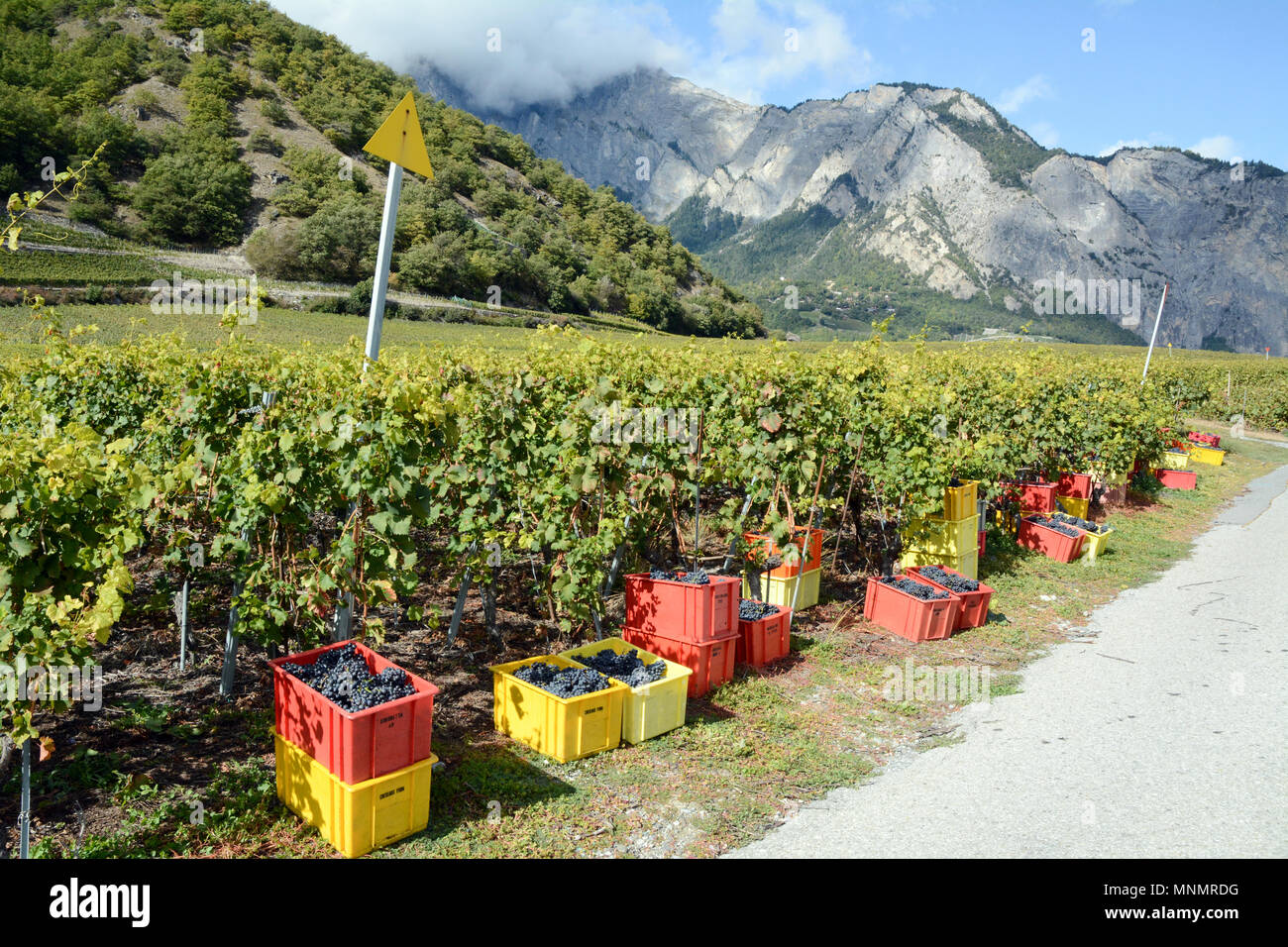 Bins filled with red wine grapes in a vineyard during the harvest season near the town of Chamoson, Rhone Valley, Canton of Valais, Switzerland. Stock Photo