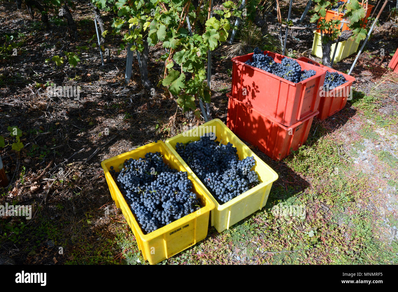 Bins filled with red wine grapes in a vineyard during the harvest season near the town of Chamoson, Rhone Valley, Canton of Valais, Switzerland. Stock Photo