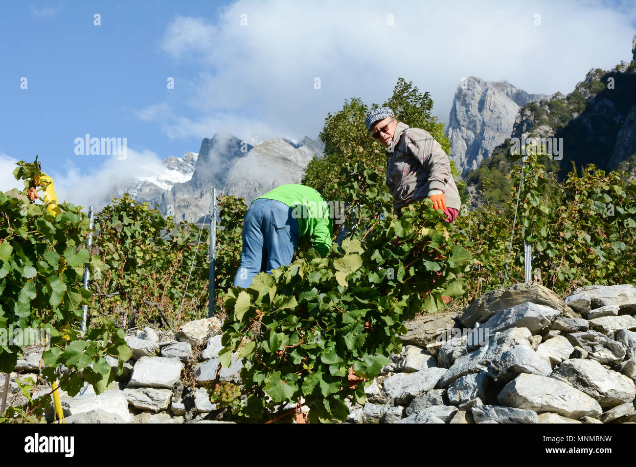 Wine grape pickers in a mountain vineyard during the harvest season near the town of Chamoson, Rhone Valley, Canton of Valais, Switzerland. Stock Photo
