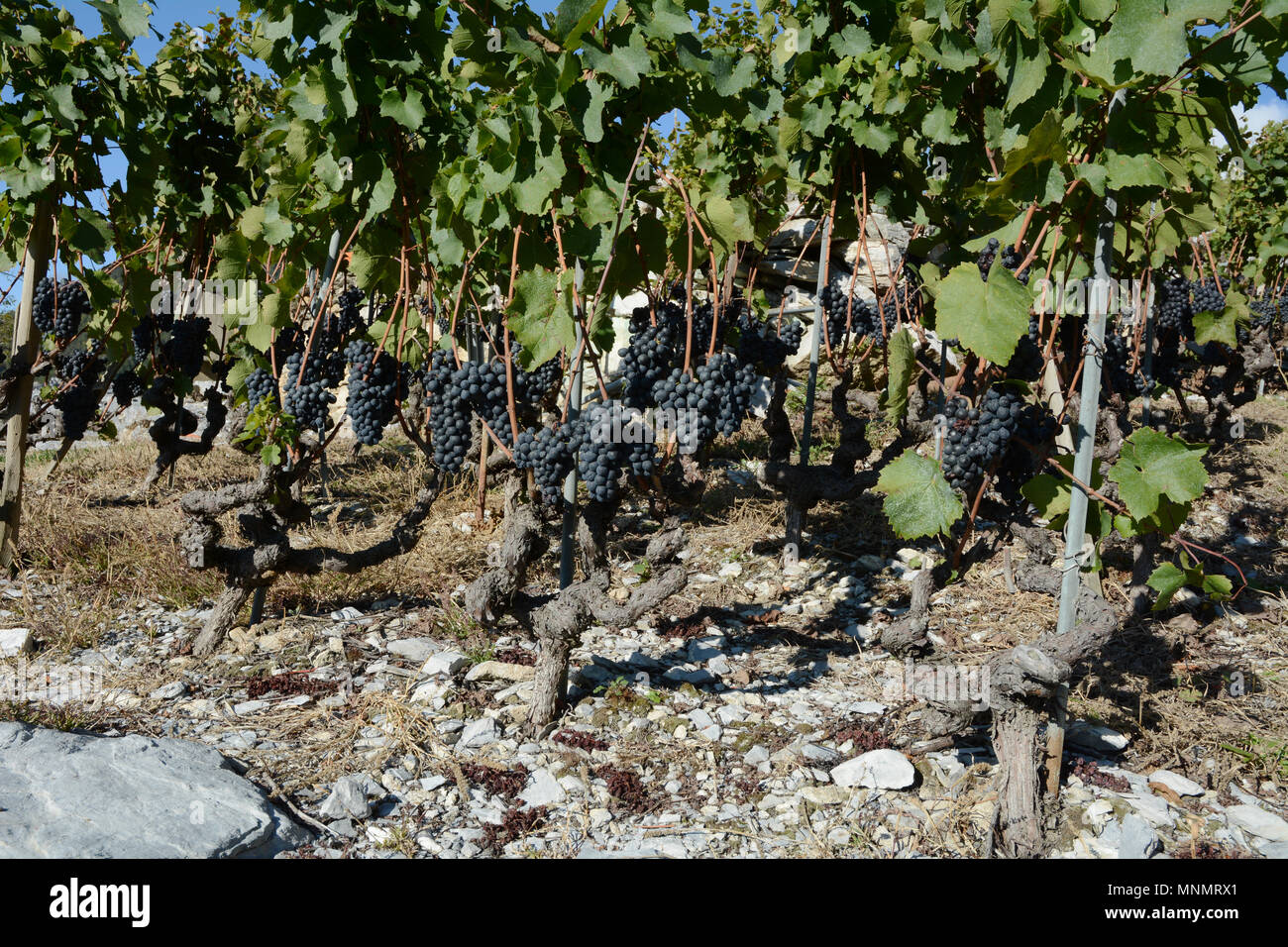 Vines vineyard slope hillside hires stock photography and images Alamy