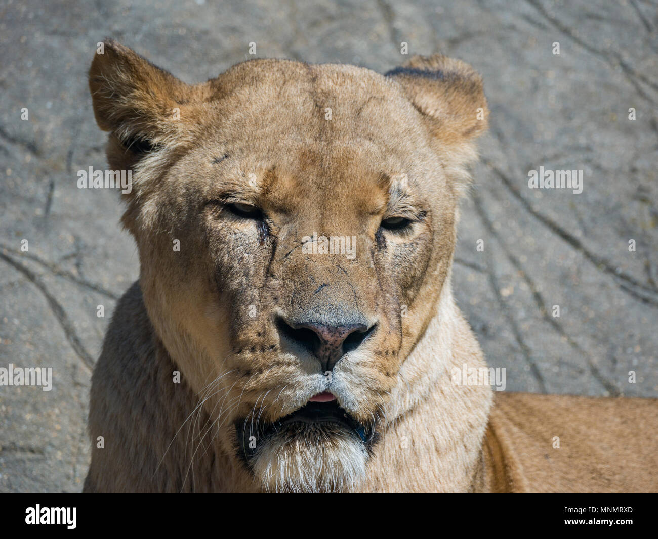 Female African Lion (Panthera leo) Stock Photo