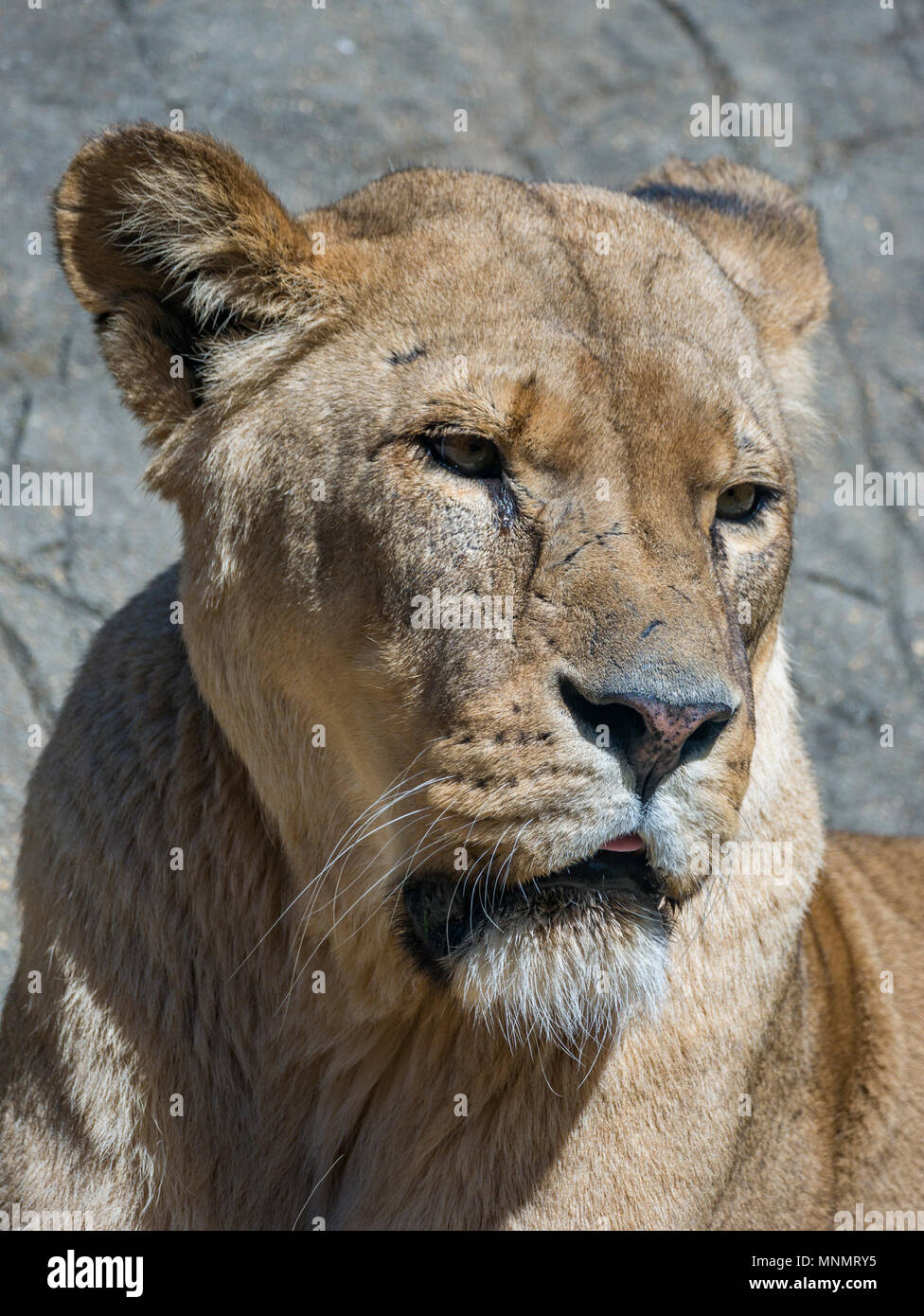 Female African Lion (Panthera leo Stock Photo Alamy