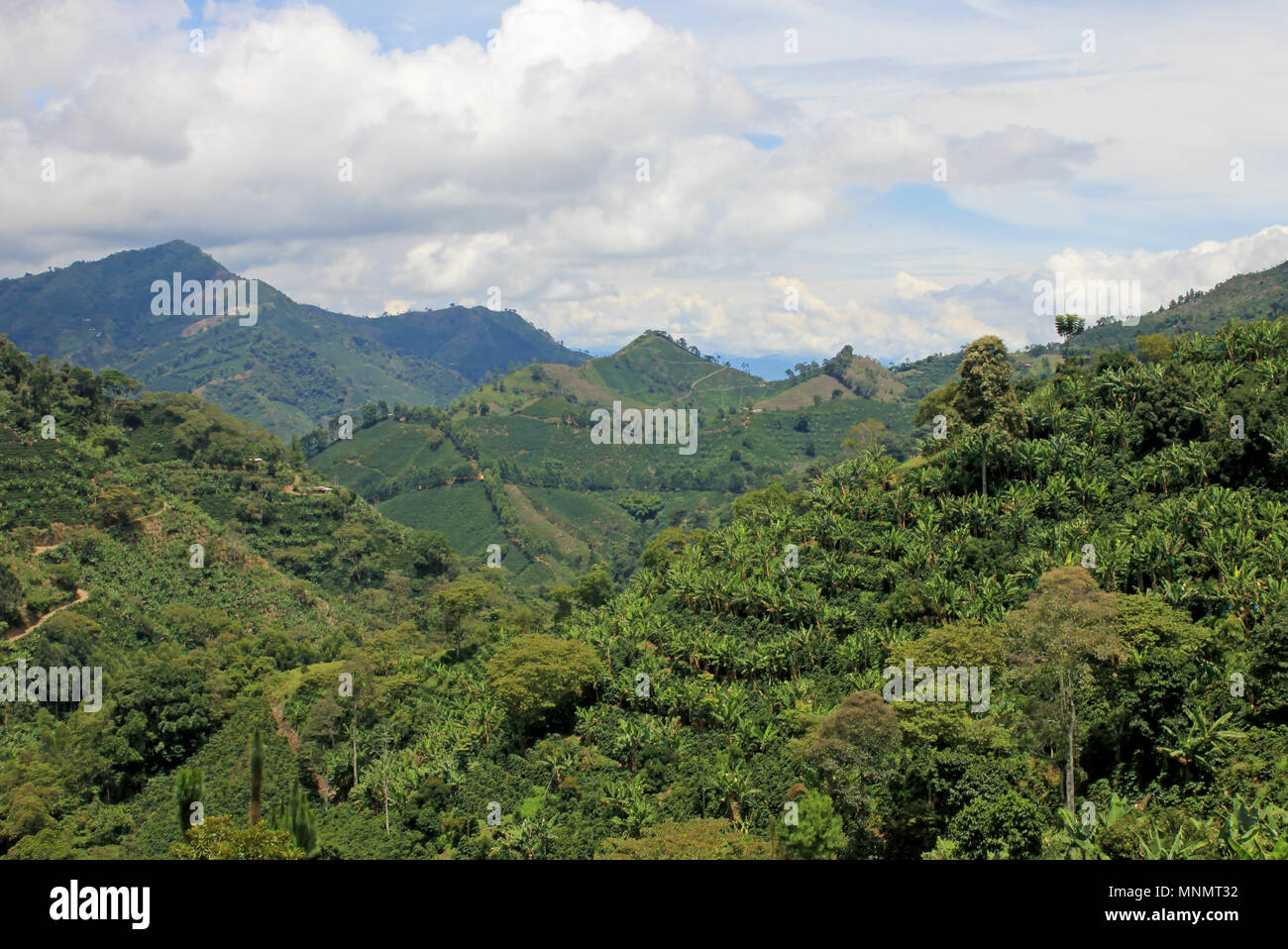 Landscape of coffee and banana plants in the coffee growing region near El Jardin, Antioquia