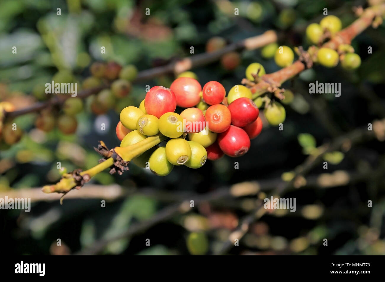 Coffee bean, coffee cherries or coffee berries on coffee tree, near El