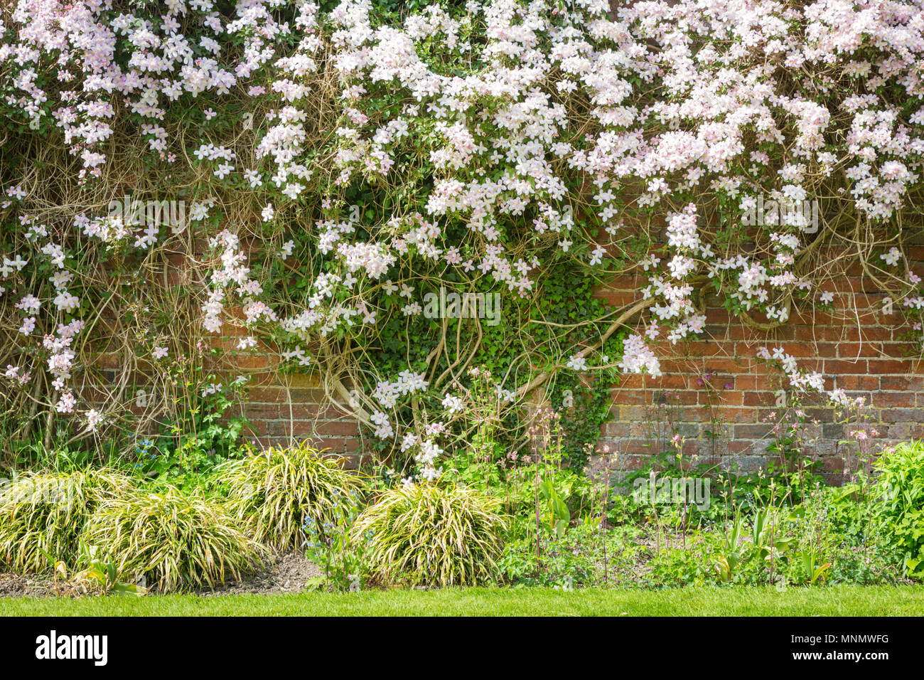Pretty flowering plants growing against a brick wall Stock Photo Alamy