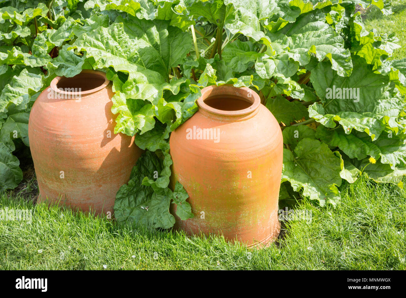 Two terracotta rhubarb forcing pots among rhubarb plants Stock Photo