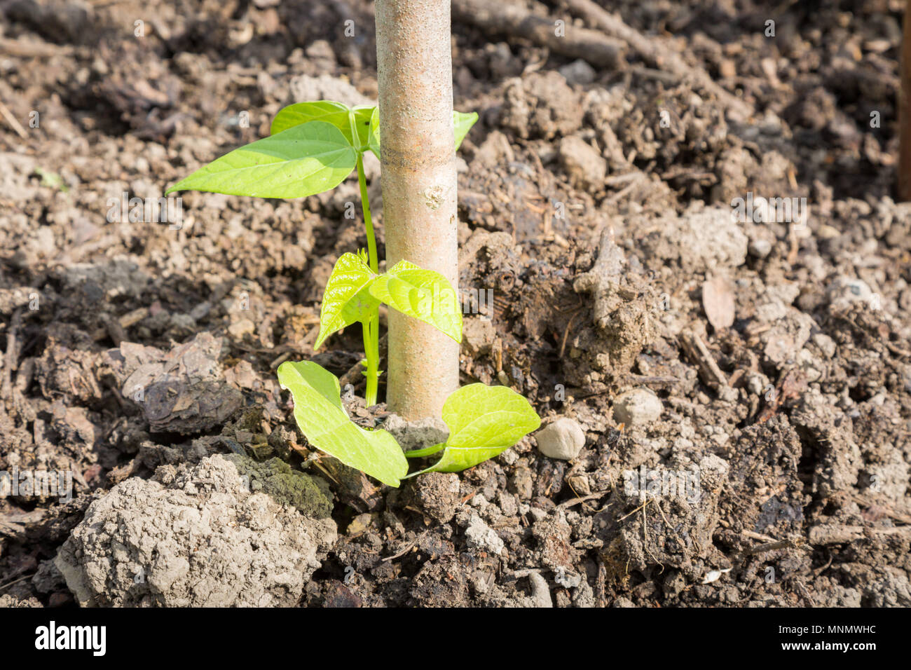 Young runner bean plant growing up a stake or pole Stock Photo