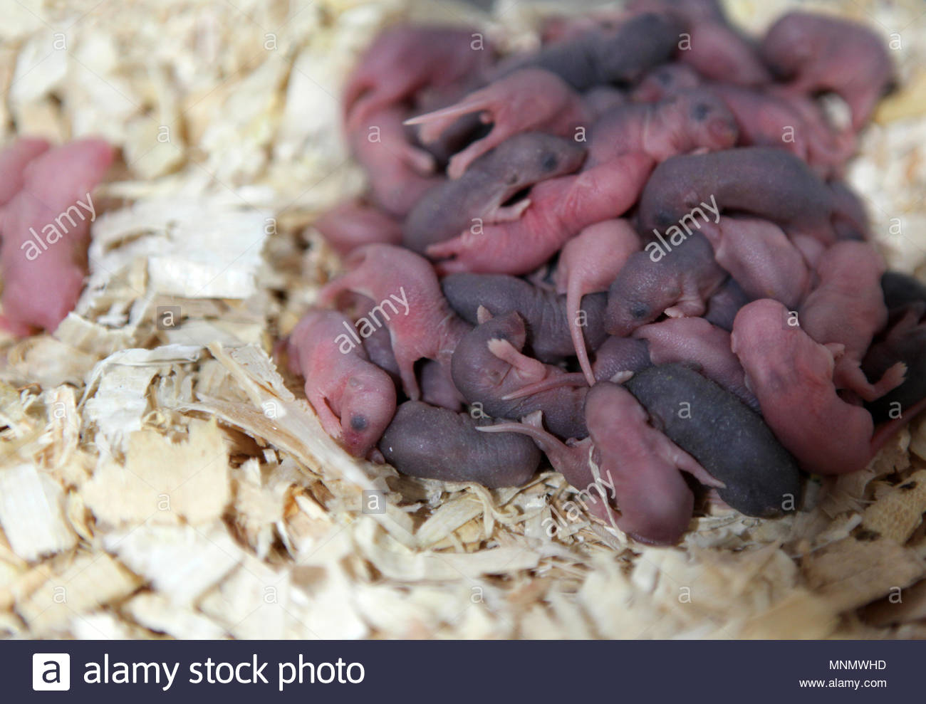 Baby Mice High Resolution Stock Photography And Images Alamy,Brandy Cocktails