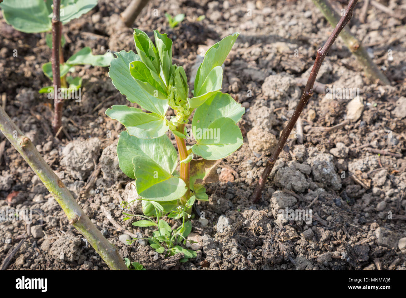 Broad bean plant garden hires stock photography and images Alamy