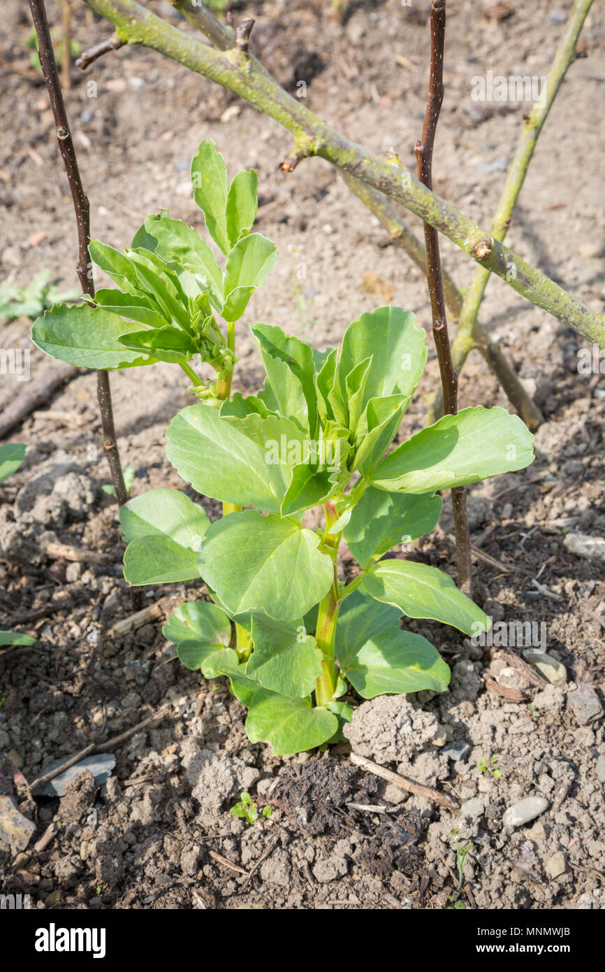 Fava bean plant hires stock photography and images Alamy