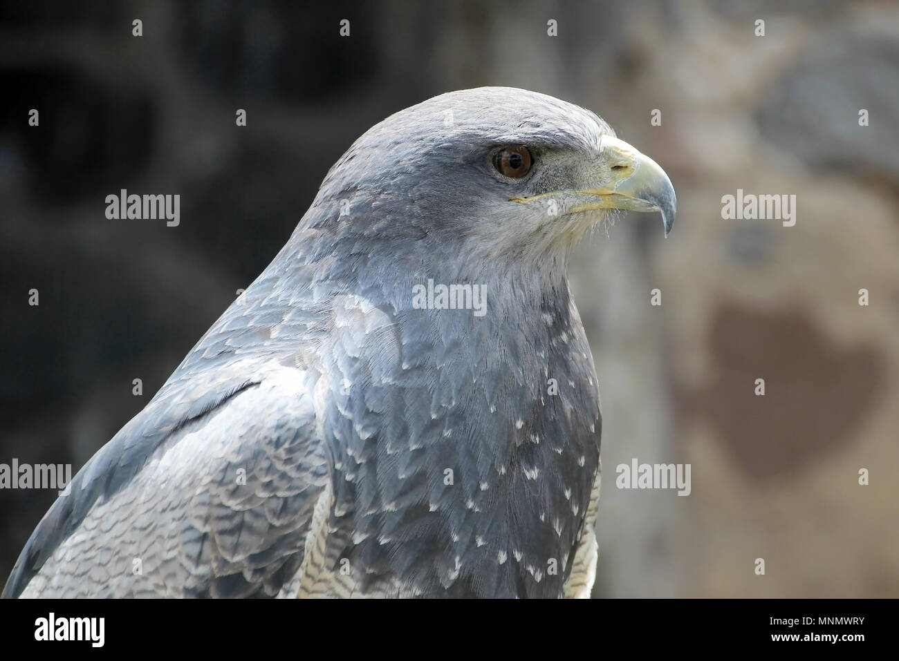 Blackchested buzzardeagle, geranoaetus melanoleucus, near Otavalo