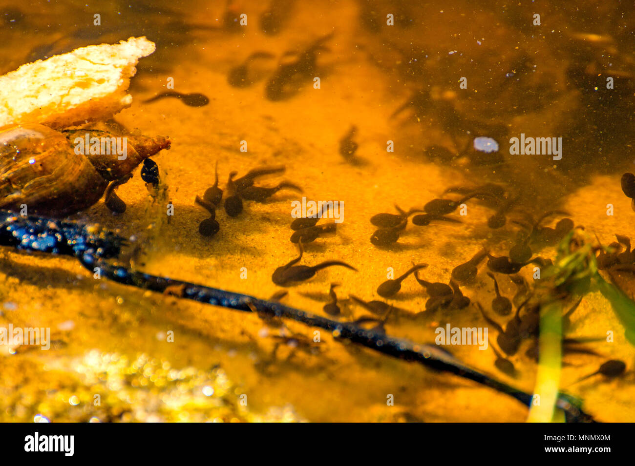 polliwogs in a pond in Poland Stock Photo