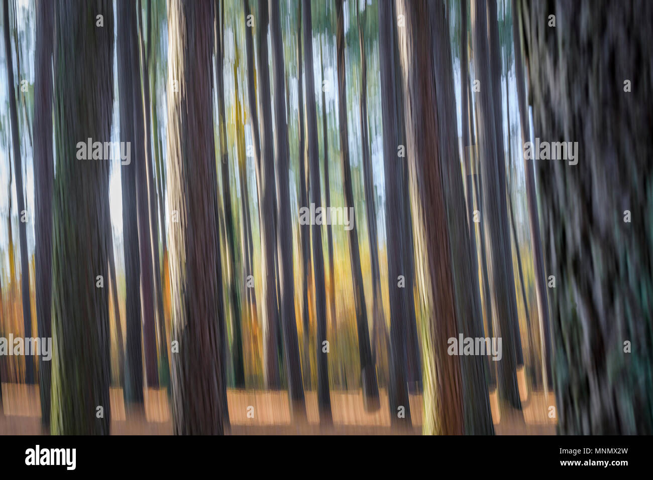 Abstract background of trees showing motion blur created with in camera movement. Stock Photo