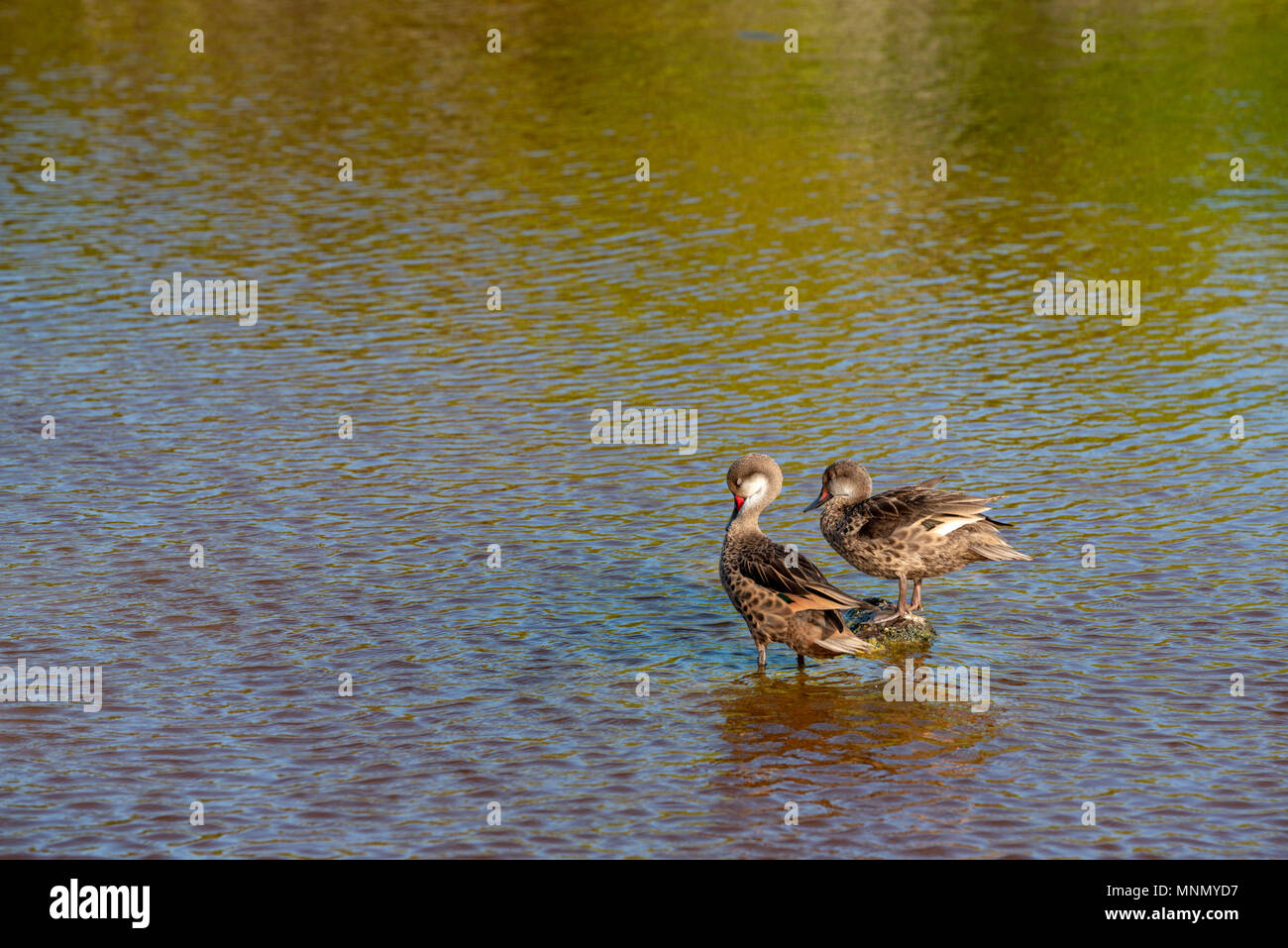 White-cheeked pintail ducks in a salt water lagoon on Isabela Island, Galapagos Islands, Ecuador. Stock Photo