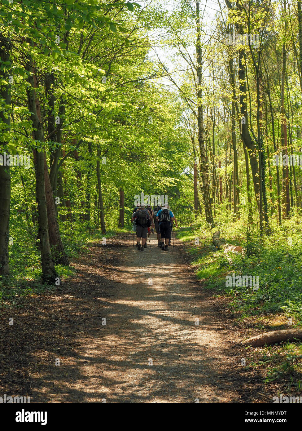 Group of walkers passing forestry in dappled sunlight on the River Wear Trail near Washing ton, Co. Durham, England. Stock Photo