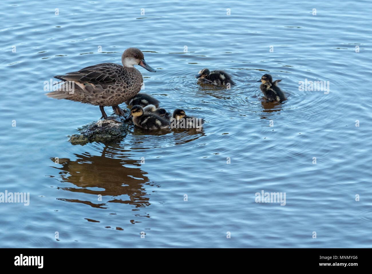 White-cheeked pintail duck with ducklings in a salt water lagoon on Isabela Island, Galapagos Islands, Ecuador. Stock Photo