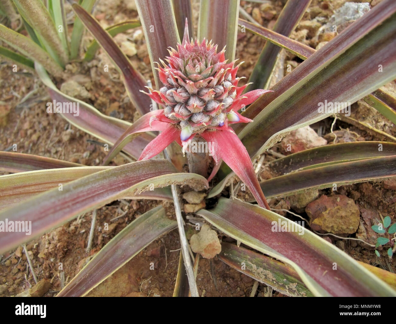Pineapple growing south america hi-res stock photography and images - Alamy